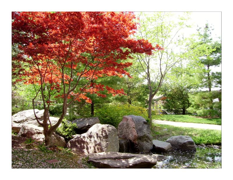 Весна в японском парке park, Mississauga