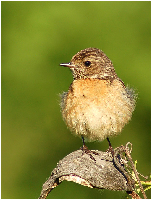 МОЛОДОЙ  ЧЕКАН  ( Stonechat ) ЧЕКАН