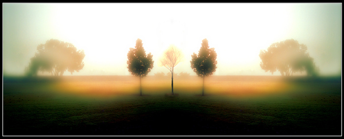 TREES 