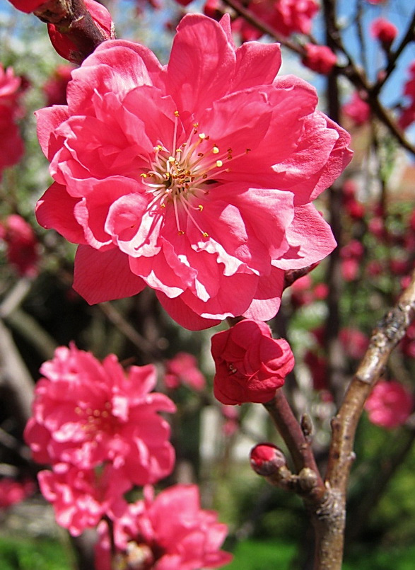 spring flower 