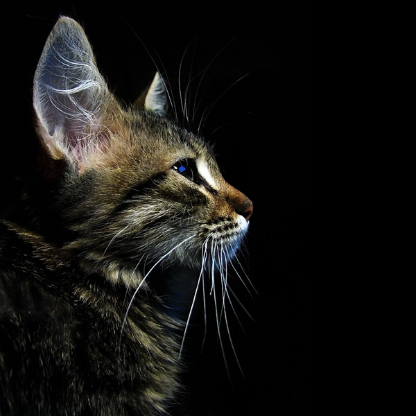 Земля, я - Сатурн! Kitten Commander