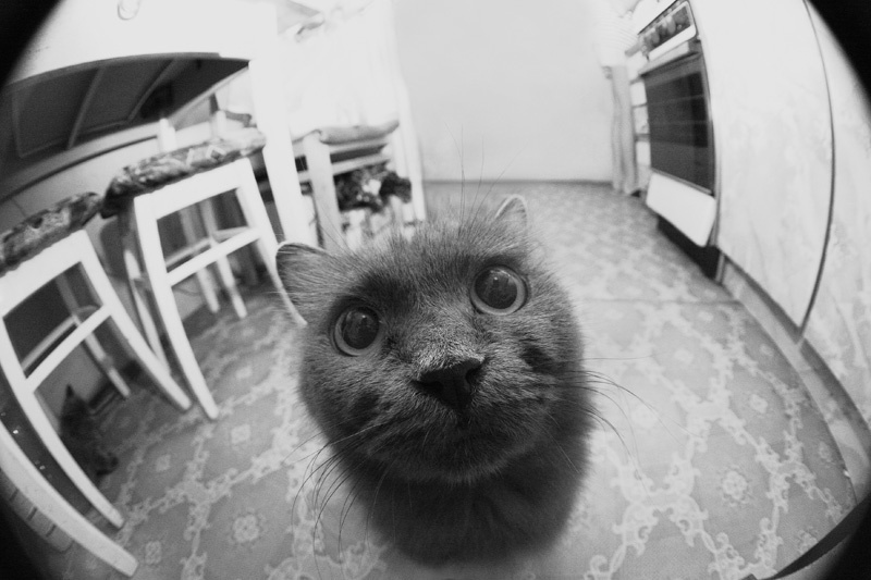про двух кысик кошки