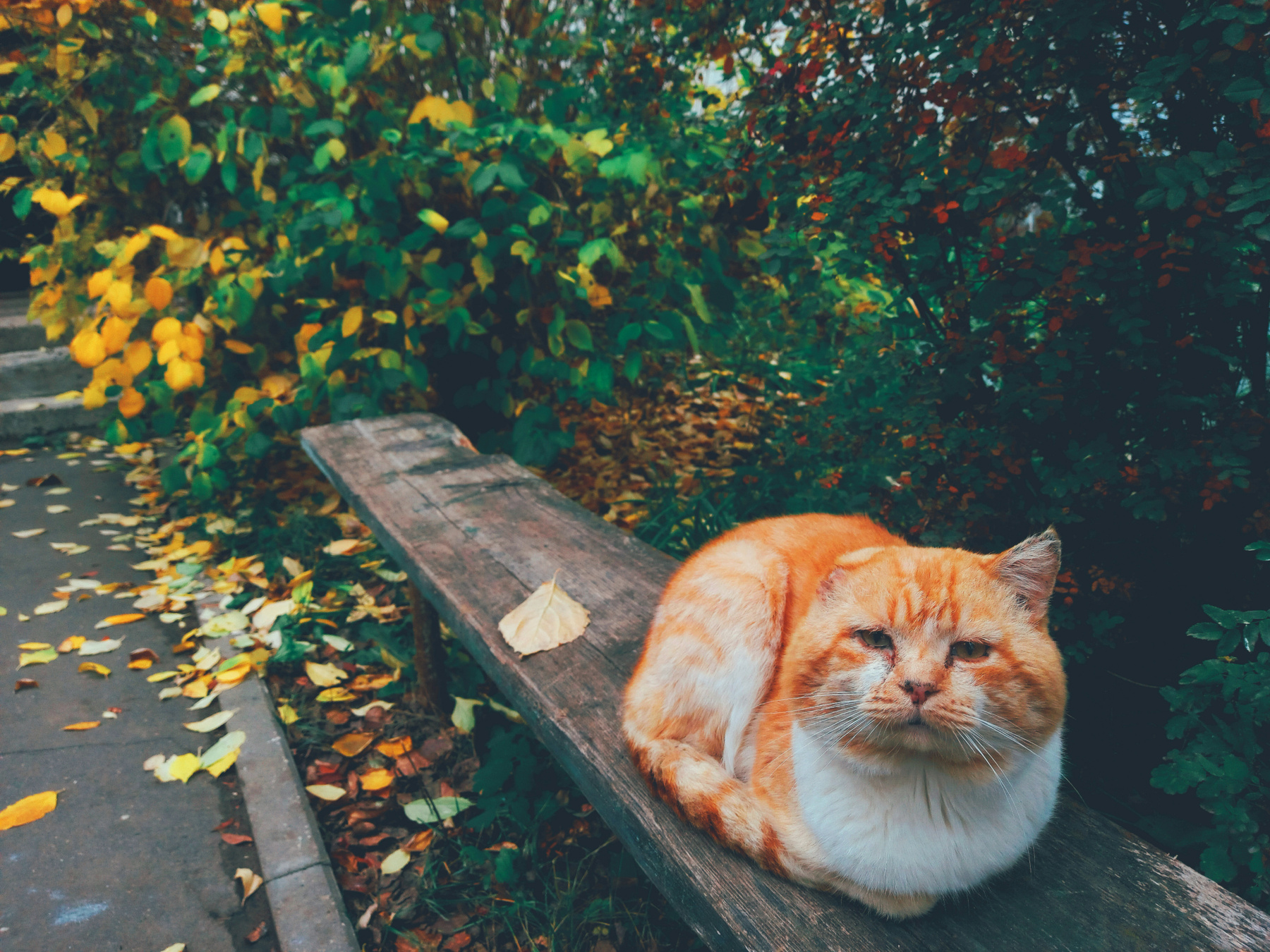 Уличный кот кот кошка животные домашние осень сентябрь 2023 мобильная фотография мобильное фото