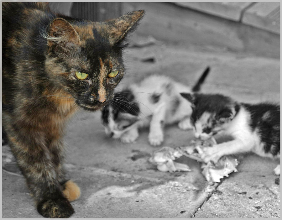 *** просто кошка с котятами