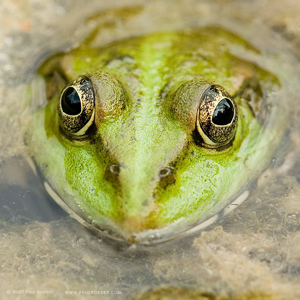 Ну поцелуй меня скорее... / Kiss Me Softly лягушка frog