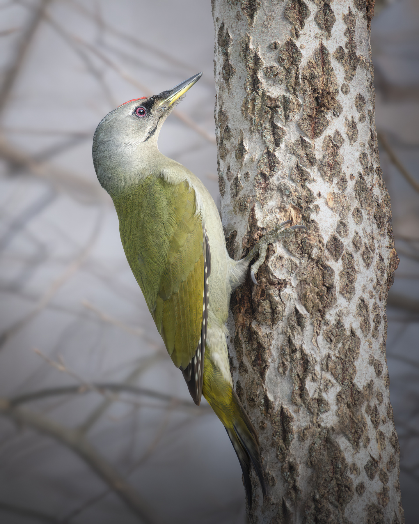 Седой дятел (Picus canus) 