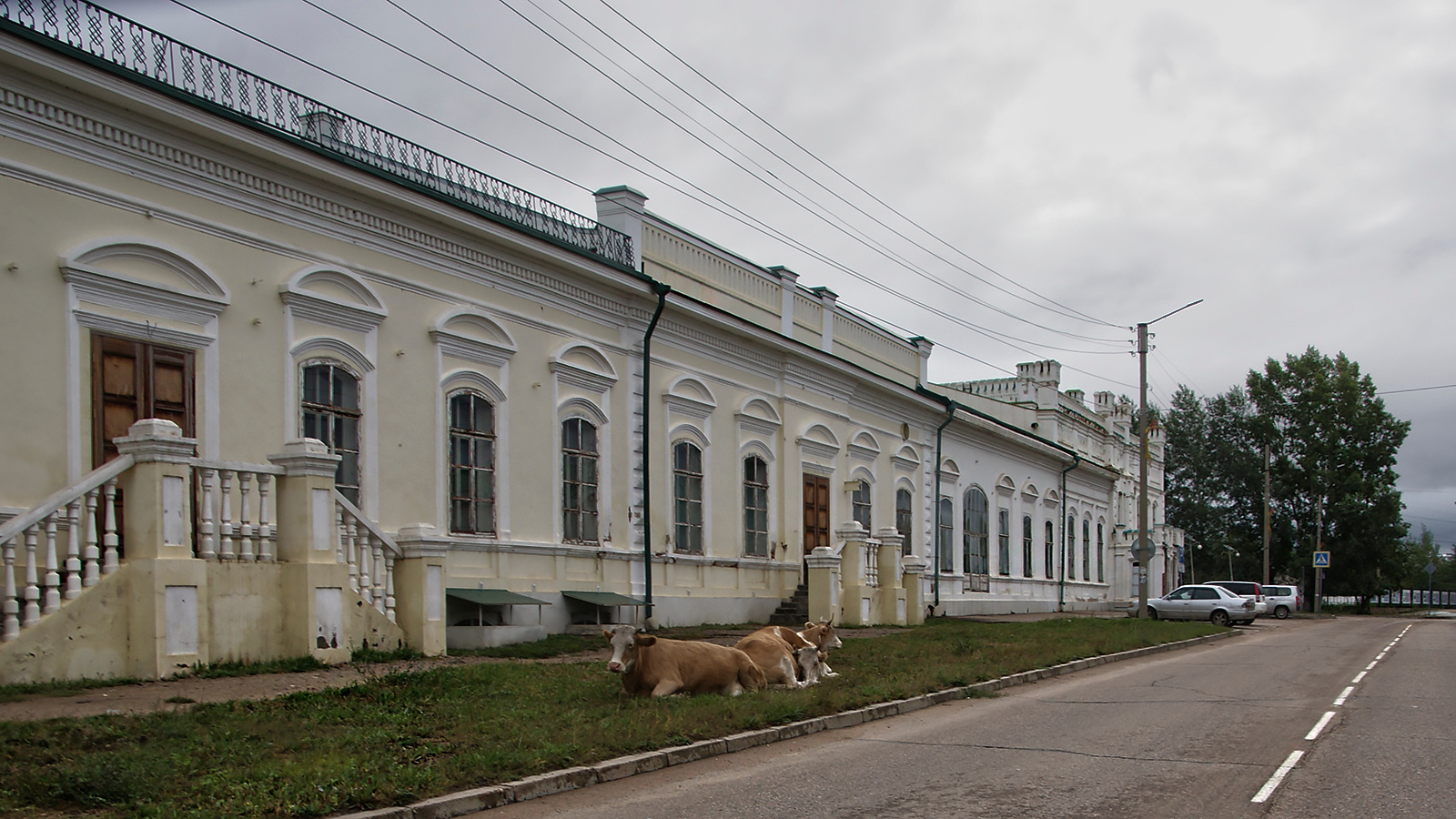 животные Забайкальский край Нерчинск священные даурские коровы