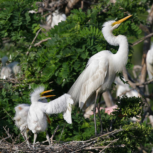 Эй, Мам! птицы, Большая, белая, цапля, Техас, Great, egret, Texas