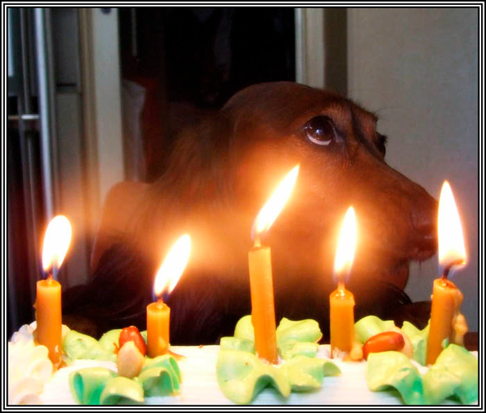 Нам 5 ЛЕТ!!! 