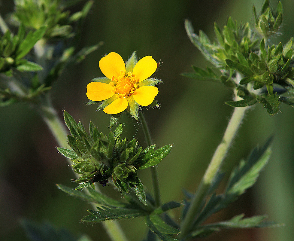 Лапчатка прямостоячая (Калган) Potentilla erecta Raeusch Rosaceae Лапчатка прямостоячая прямостоящая Калган растение цветок