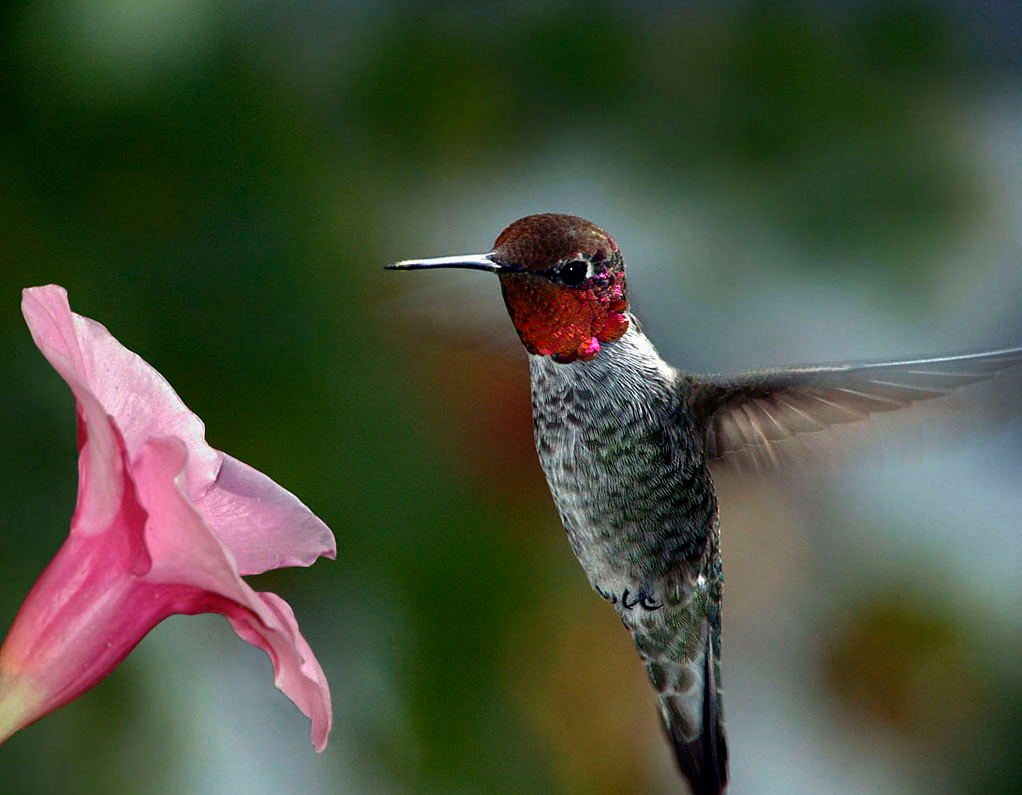 Колибри Анны (Calypte anna) Колибри Анны Calypte anna hummingbird