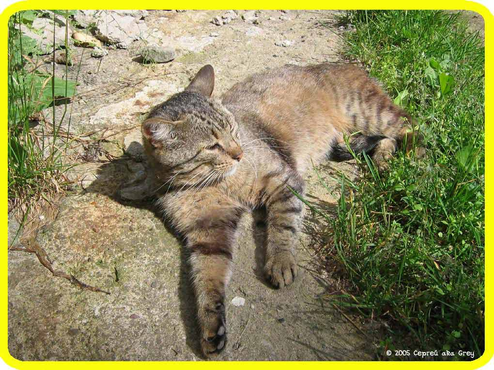 Загорает... кот кошка животные