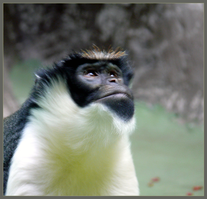 Диана мечтает… Мартышка диана,  Cercopithecus diana