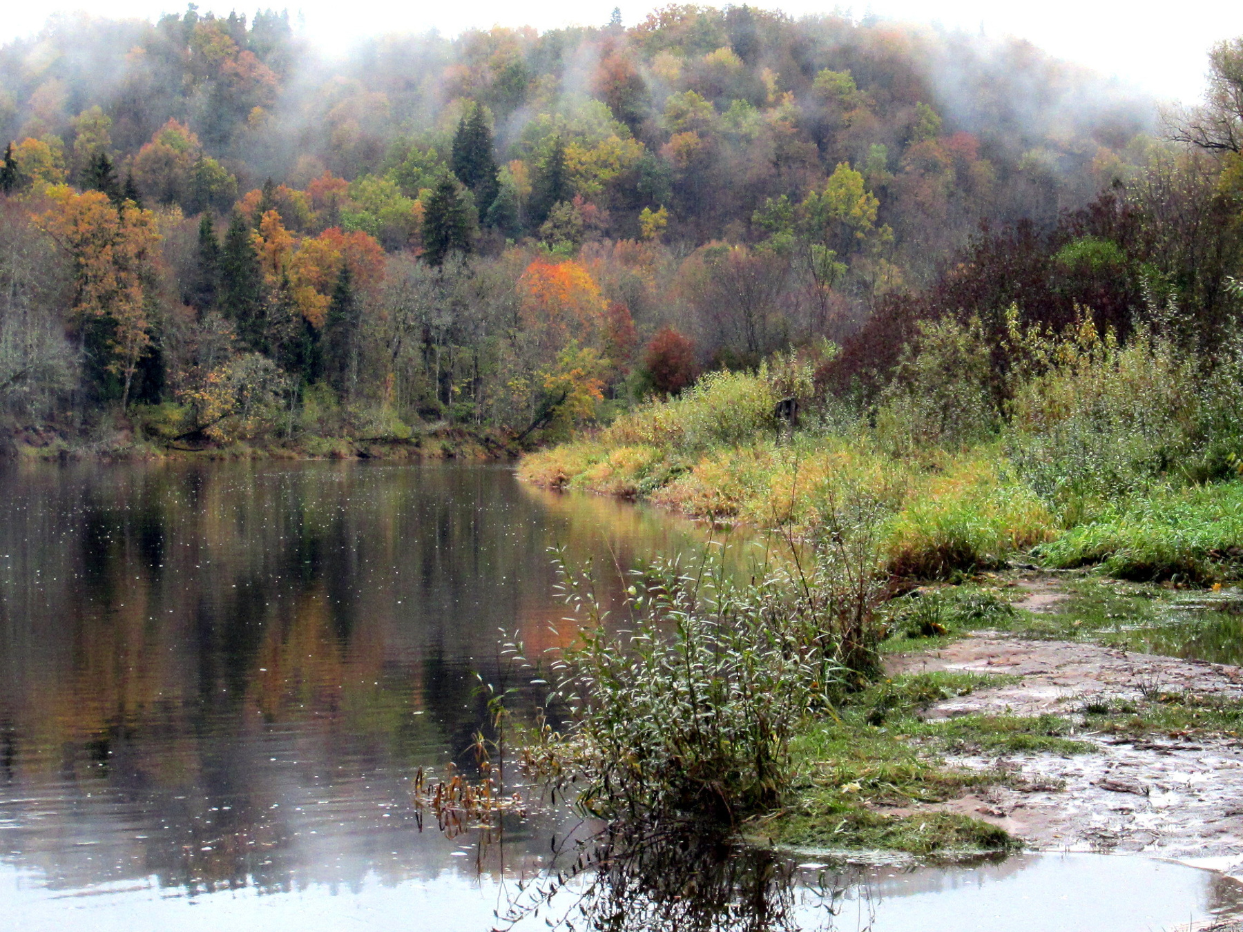 *** река.деревья.туман.30.10.2023