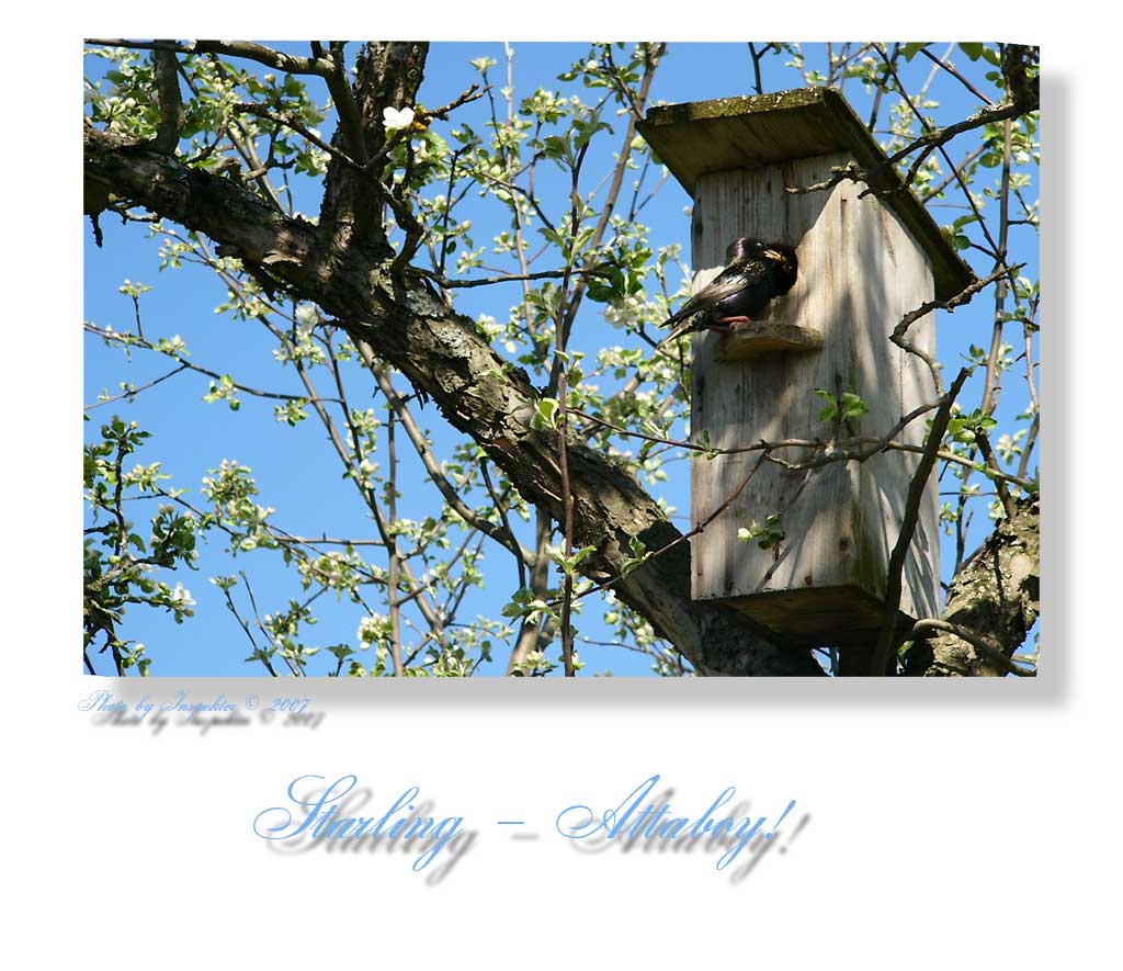 Starling starling птица природа скворец