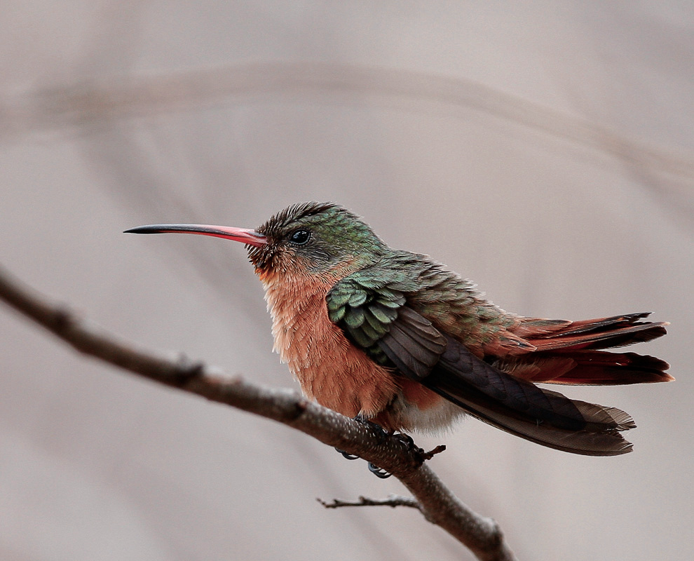 Рыжая амазилия Колибри, cinanamon hummingbird, рыжая амазилия