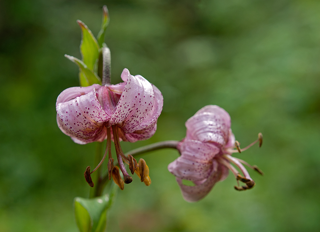 Саранка Lilium pilosiusculum Лилия саранка