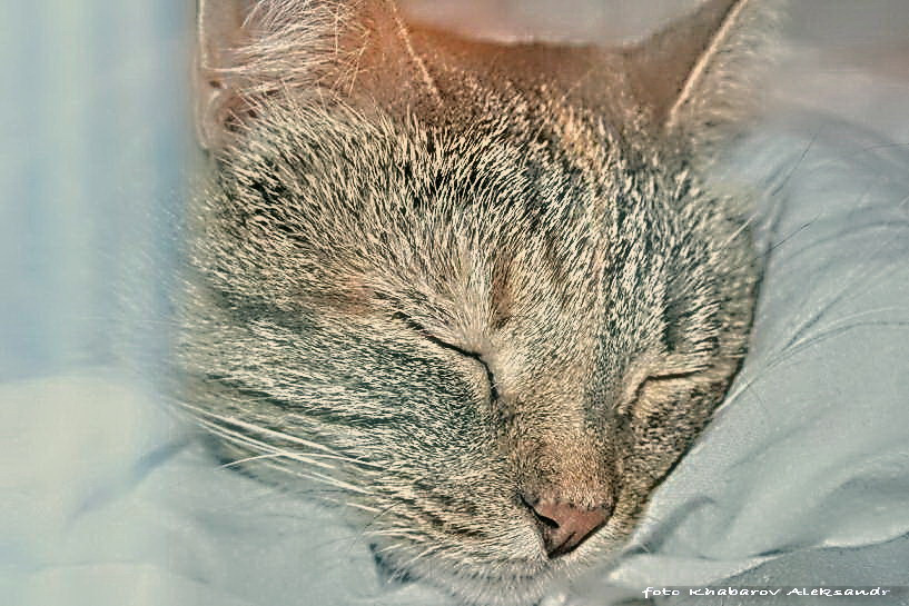 кошка 