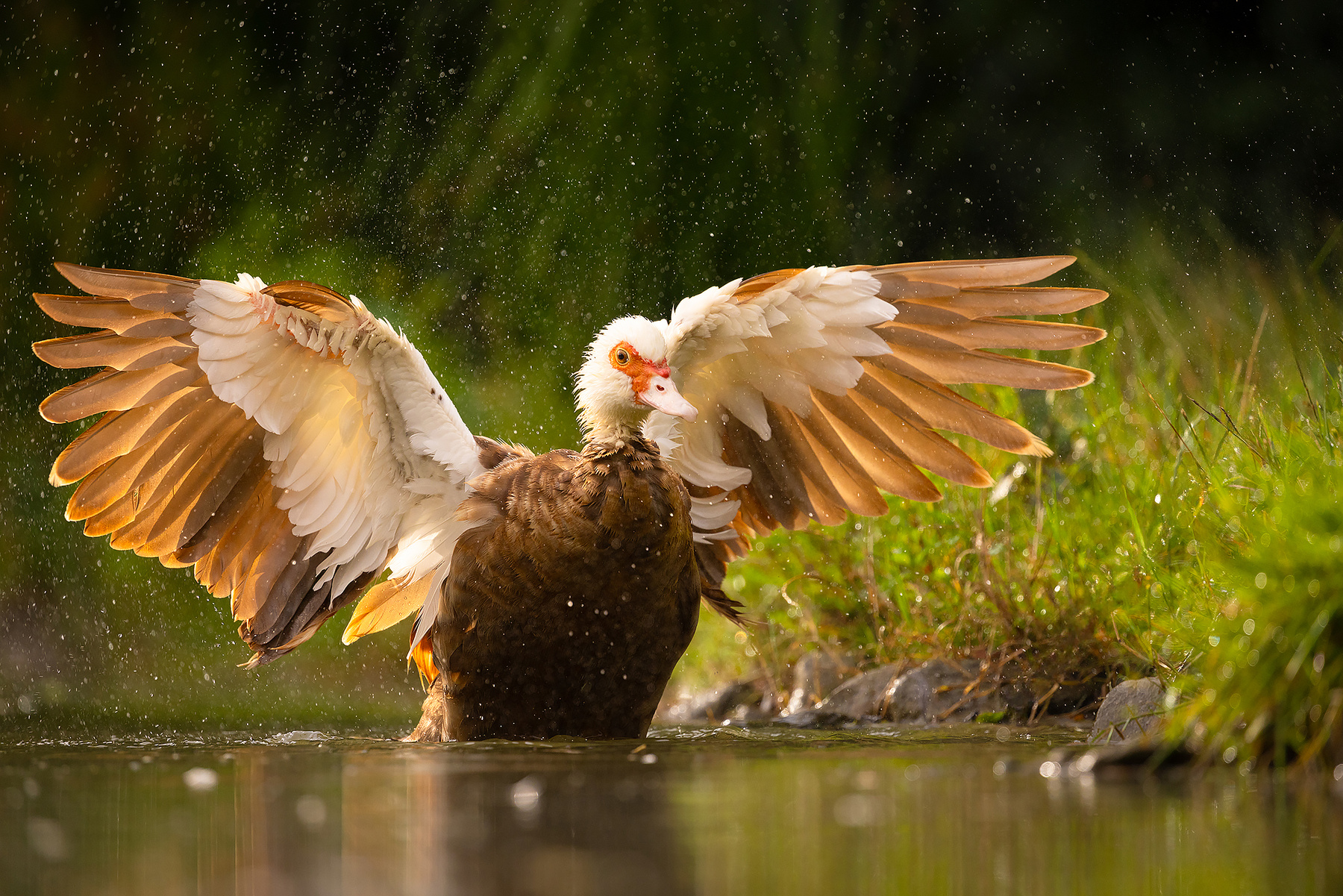 Chinese duck 
