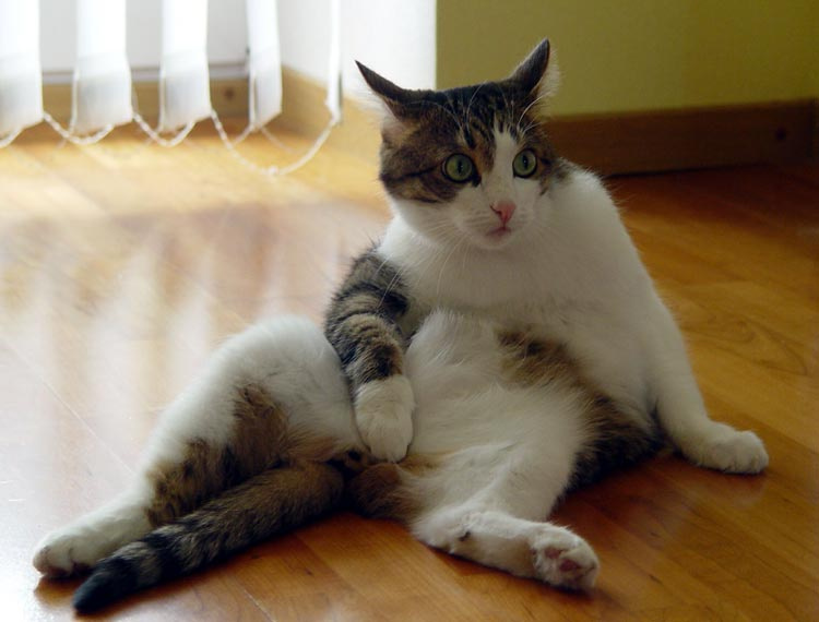 позирующий кот :)) 