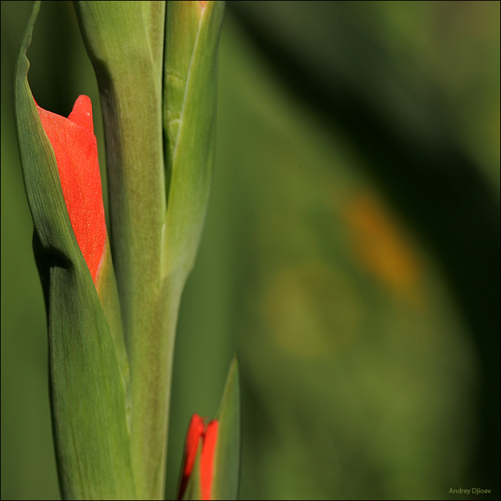 Green&Red 