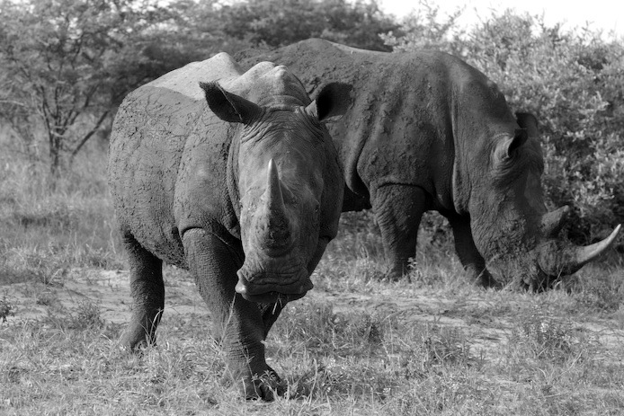Бони и Клаид Botswana Khama Rhino