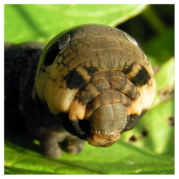 Портрет загадочного монстра (не медведь :) Deilephila elpenor female larva Sphingidae бабочка гусеница бражник Эльпенор самка средний винный бражник лето межвежонок