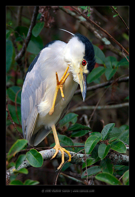 Превед, Фотосайт! Black-Crowned Night-Heron кваква Флорида