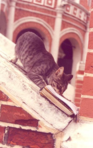 Котяра Фили,занятия,кот