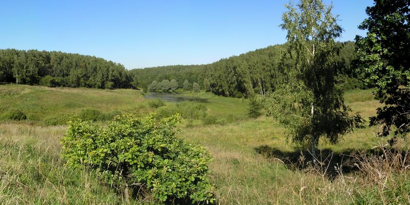 Подмосковное лето Подмосковье лето пруд лес