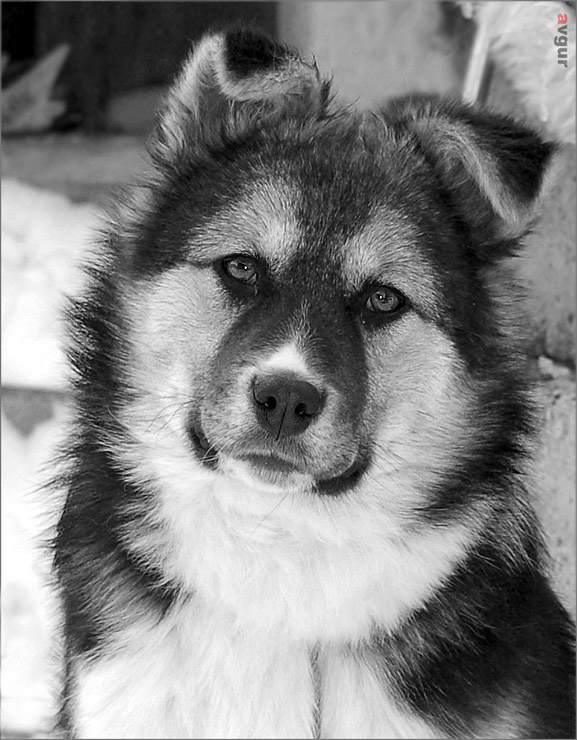 все кошечки да кошечки 