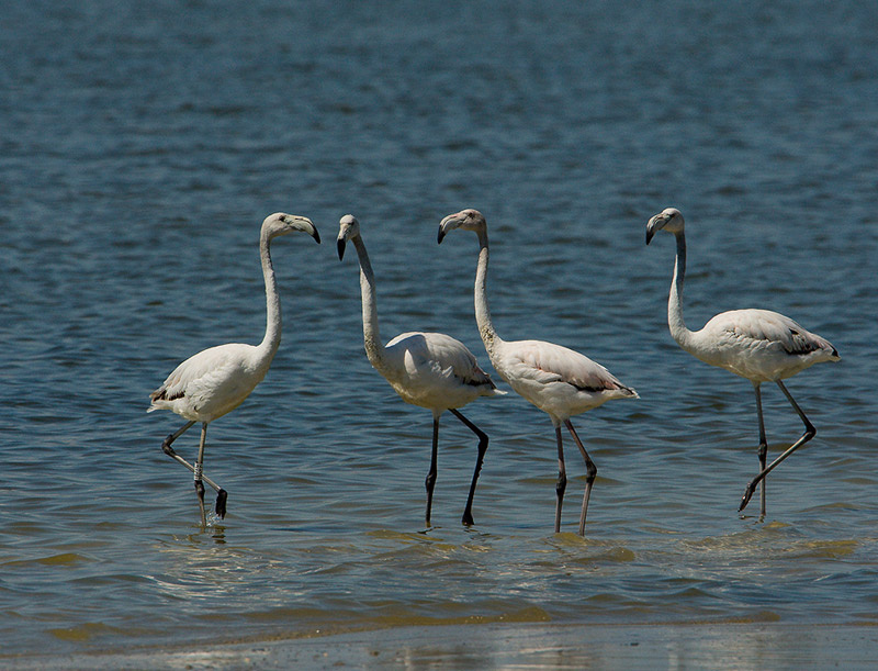Утренние сплетни Розовое фламинго (Phoenicopterus roseus)
