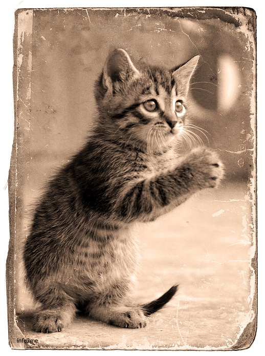 Пожалуйста!.. кот кошка котёнок пожалуйста please