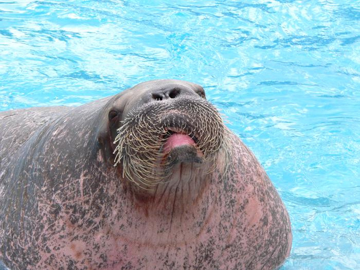 Dina rocks walrus odobenus rosmarus морж