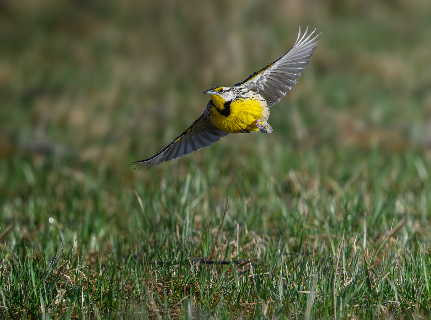 Eastern Meadowlark 