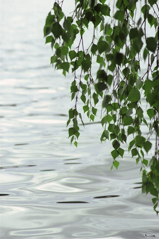 Берёзка nikon relax tree water wood береза березка берёза берёзка дерево природа никон релакс расслабление покой тишина умиротворение вода ветка листик