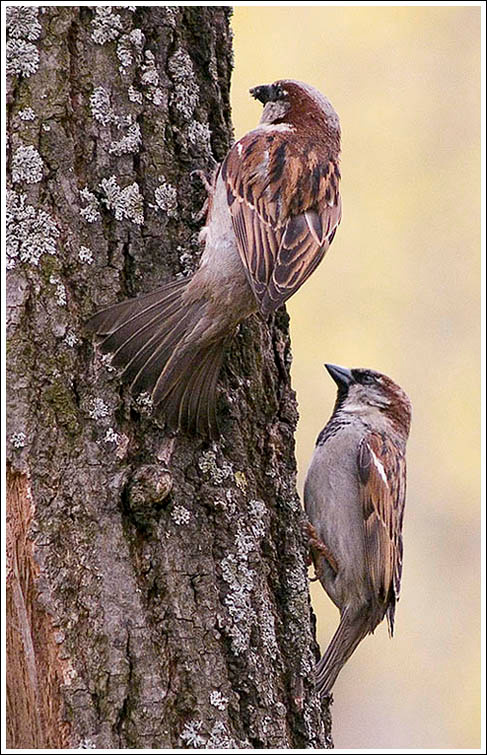 Уничтожение вредителей воробей, птицы, sparrow