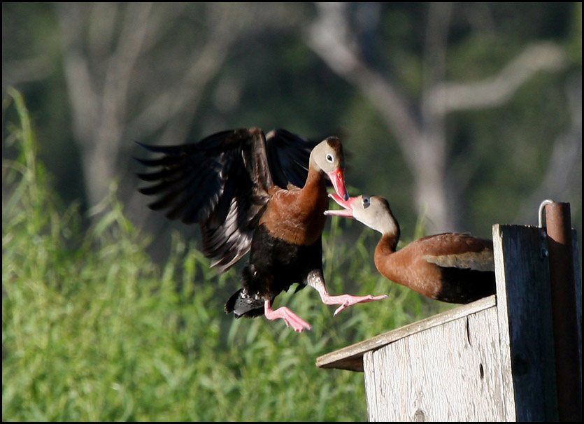 Посадку давай! птицы, чернобрюхие, утки-свистушки, Техас, Black-bellied Whistling Ducks, Texas