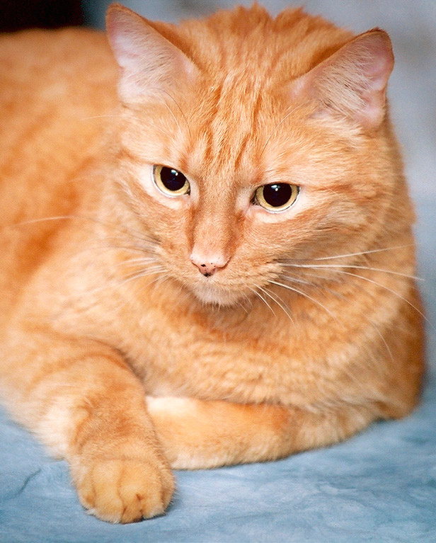 Котопортрет кот рыжик