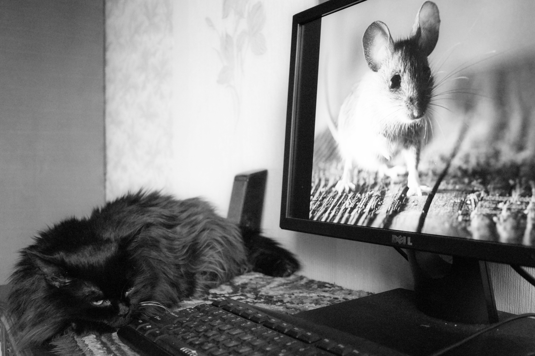 Bring Back That Leroy Brown мышь черная кошка мария райнер