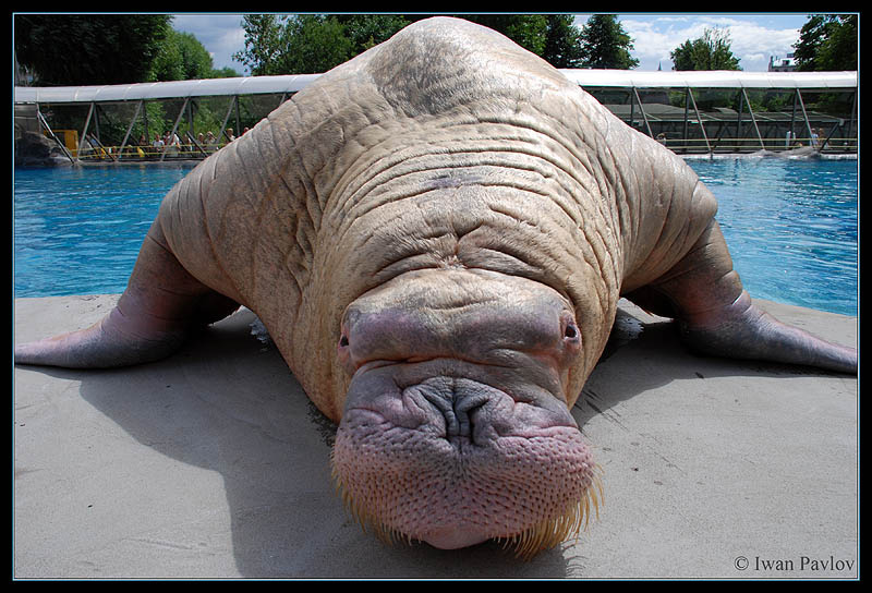 Ероплан Тихоокеанский, морж, Odobenus, rosmarus, Московский, зоопарк