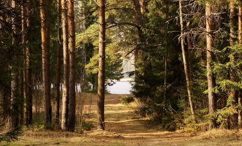 Мгновение весны. весна, лес, сосны, река