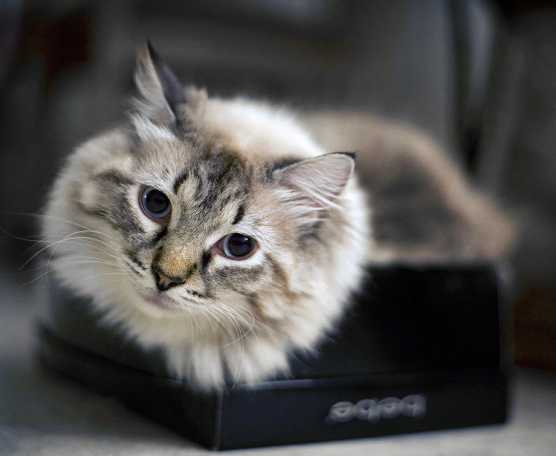 Кот из коробочки 