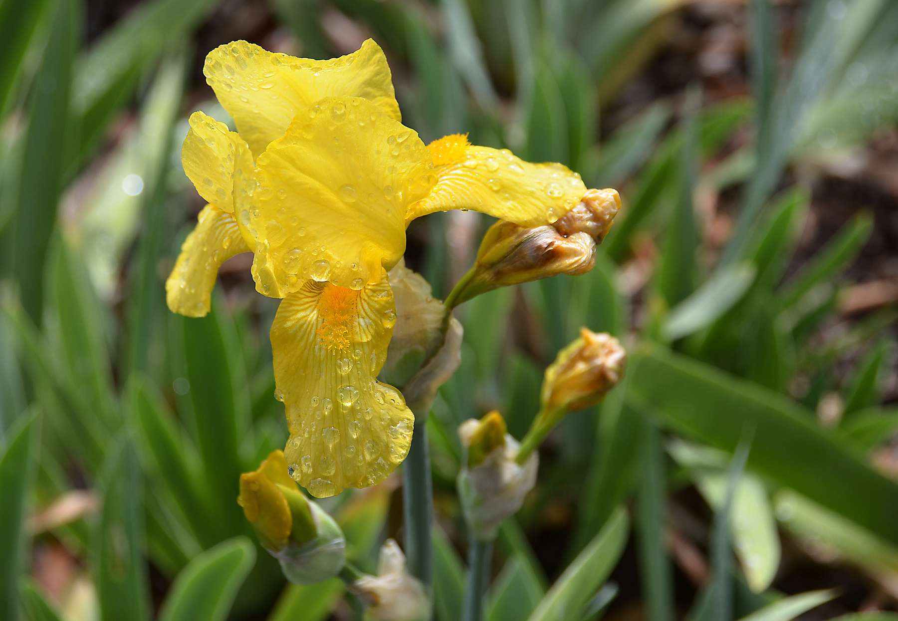 Yellow Iris 