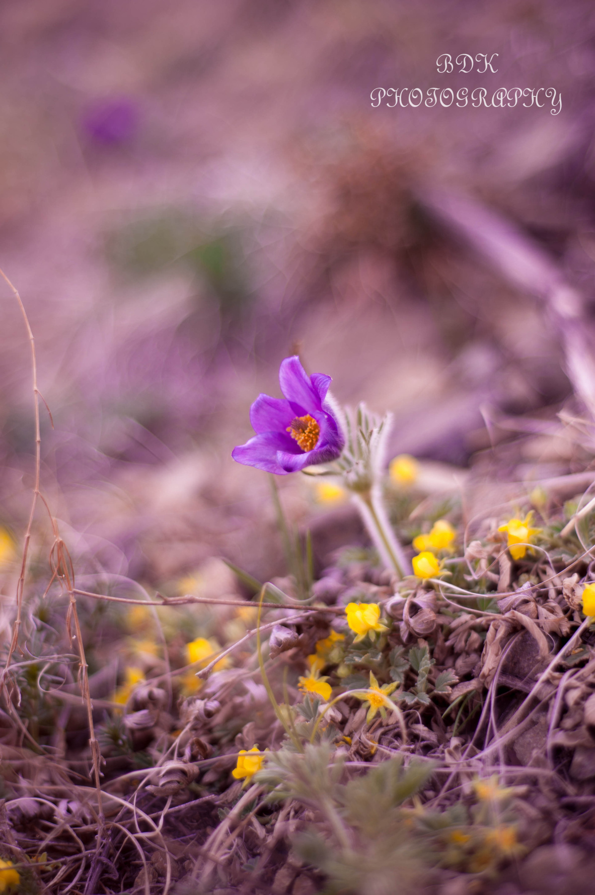 Pasque flower 