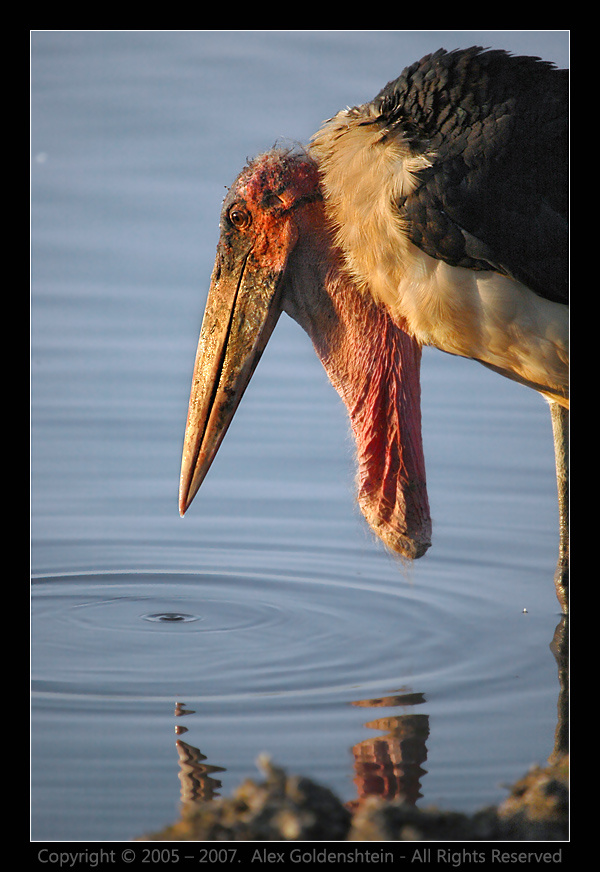 АФРИКАНСКИЙ МАРАБУ (Leptoptilos crumeniferus) Африка, Кения, Национальный, парк, озера, Накуру, АФРИКАНСКИЙ-МАРАБУ, Leptoptilos-crumeniferus