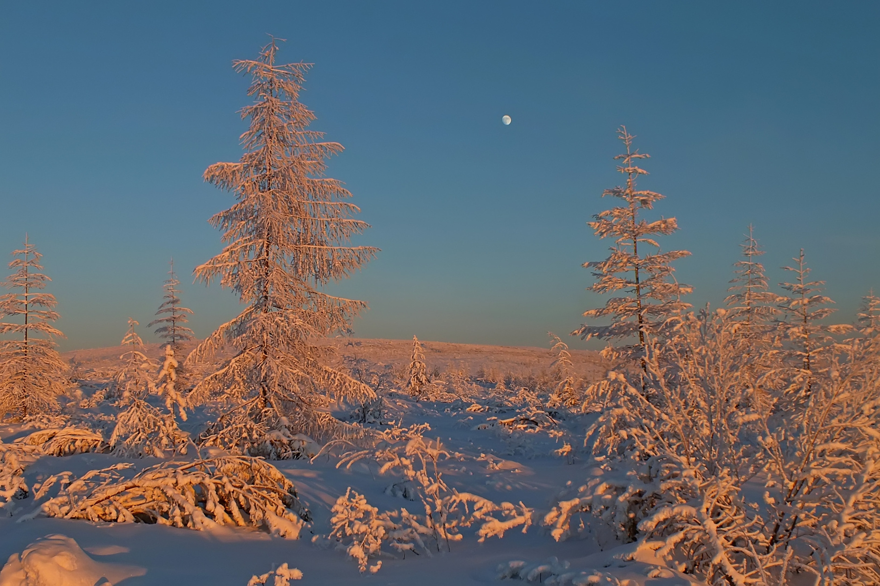На закате дня Сибирь, зима, пейзаж, луна, полнолуние,