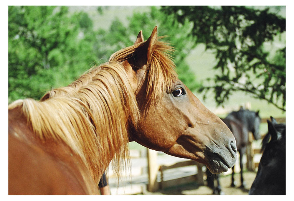 Удивление лошади, horse