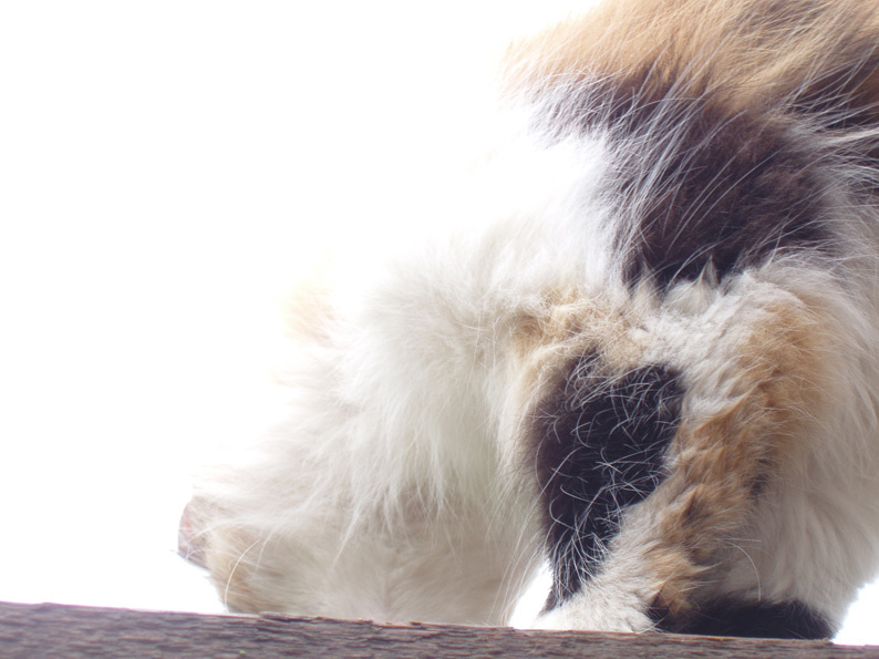 Огненная кошка кошка, небо