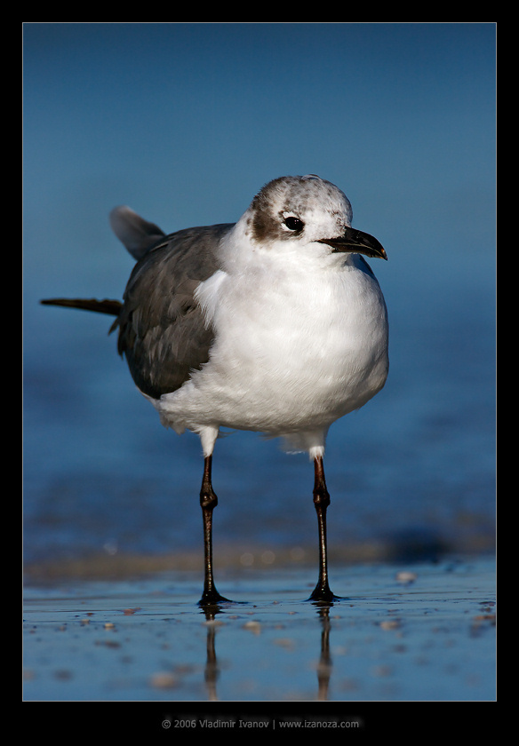 Голубое утро хохотун laughing gull Florida US